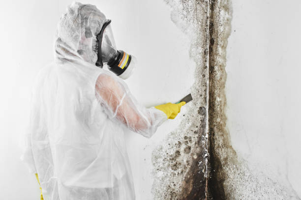 Attic Mold Removal in Hobart, WA
