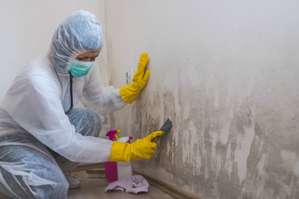 Best Crawl Space Mold Removal  in Hobart, WA