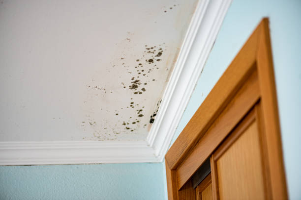 Professional Mold Removal in Hobart, WA