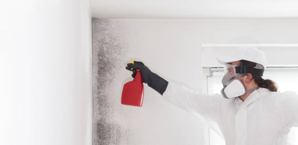 Best Affordable Mold Removal  in Hobart, WA