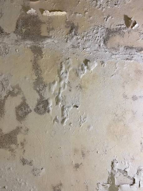 Mold Testing and Removal in Hobart, WA