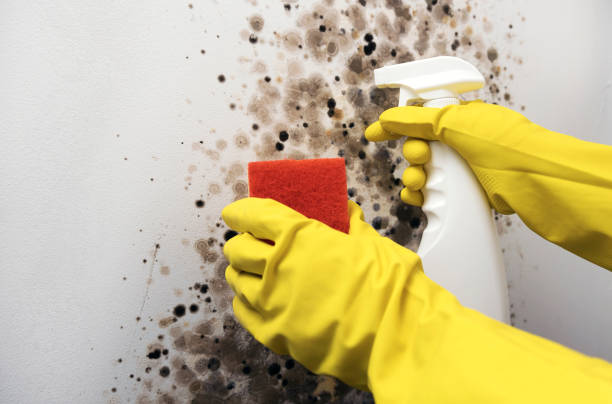 Best Attic Mold Removal  in Hobart, WA