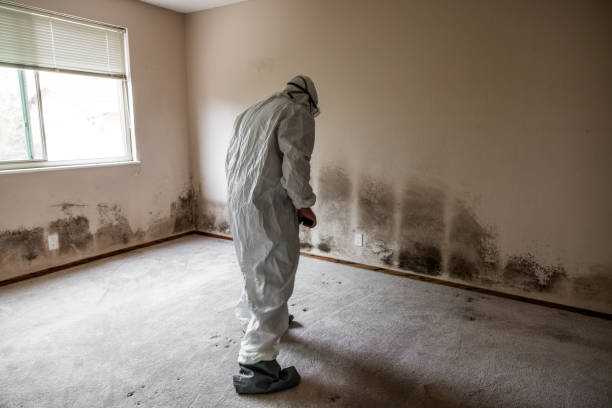 Best Certified Mold Removal  in Hobart, WA