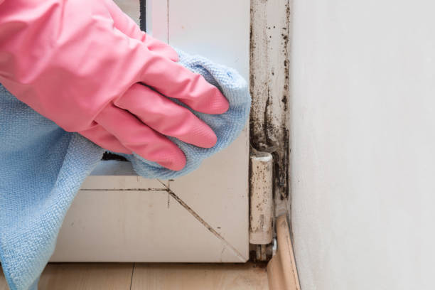 Best Toxic Mold Removal  in Hobart, WA